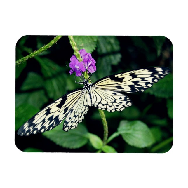 White Paperkite Butterfly Magnet (Horizontal)