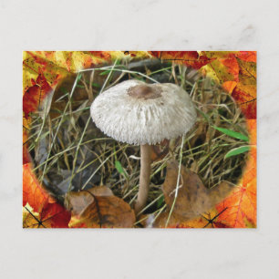 White Parasol Mushroom Coordinating Items Postcard