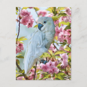 White Parrot in Crab Apple Tree Postcard