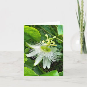 White Passiflora Card