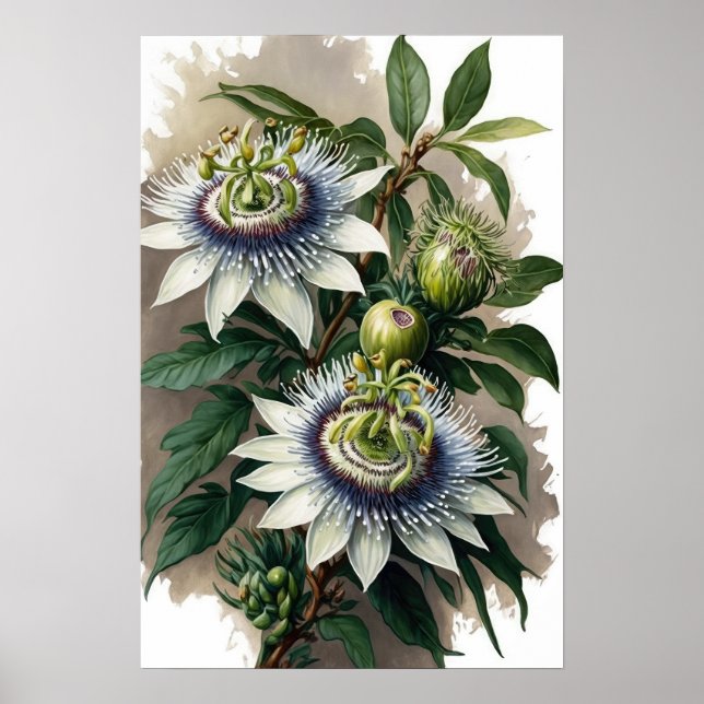 White Passion Flower Art Print Poster (Front)