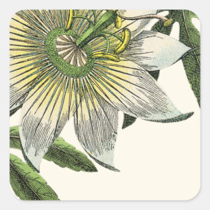 White Passion Flower Botanical Square Sticker
