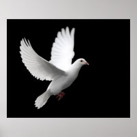 WHITE PEACE DOVE IN FLIGHT