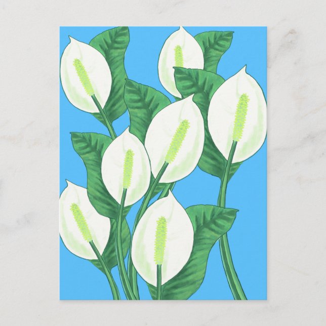 White peace lilies on pale blue background  postcard (Front)