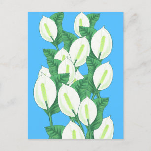 White Peace lily Illustration Postcard