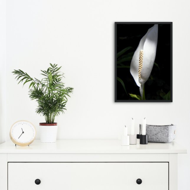 White Peace Lily Plant Floral Photo Print (In Situ Framed)