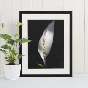 White Peace Lily Plant Floral Poster