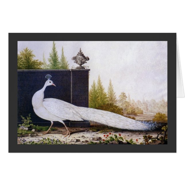 White Peacock (Front Horizontal)