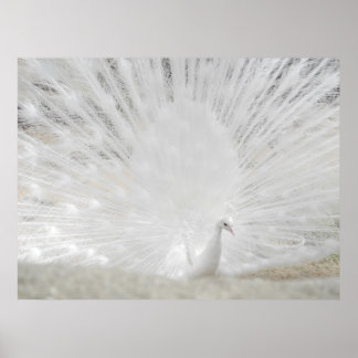 White Peacock, Amazing Photograph Poster