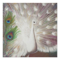 White Peacock and Green Peacock Feather art Print