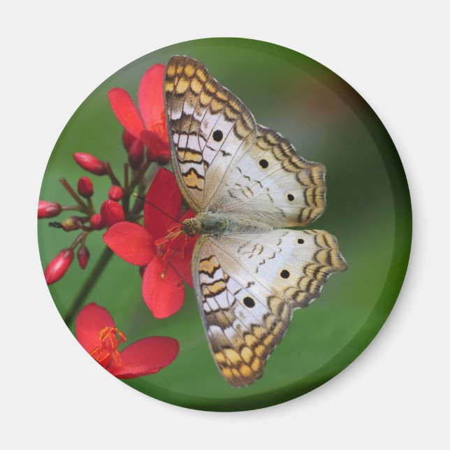 White Peacock Butterfly Floral Photography Magnet (Front)