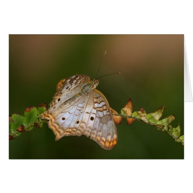 White Peacock butterfly on leaves (Front Horizontal)