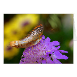 White peacock butterfly on purple bloom