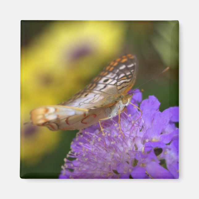 White peacock butterfly on purple bloom magnet (Front)