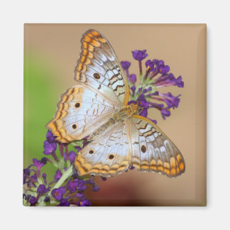 White Peacock Butterfly on Purple Flowers Magnet
