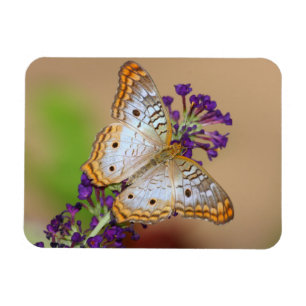 White Peacock Butterfly on Purple Flowers Magnet