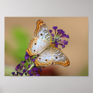 White Peacock butterfly on purple flowers Poster
