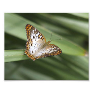 White Peacock Butterfly. Photo Print
