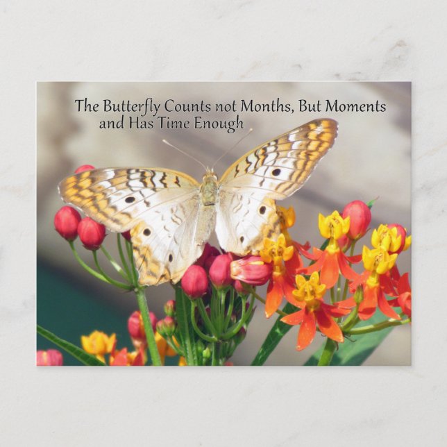 White Peacock Butterfly Quote Postcard (Front)