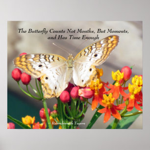 White Peacock Butterfly Quote Poster
