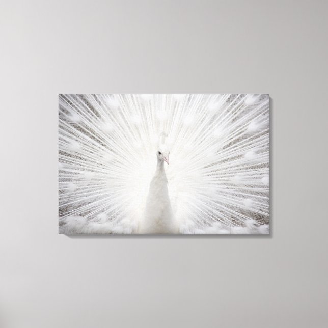 White Peacock Canvas Print (Front)