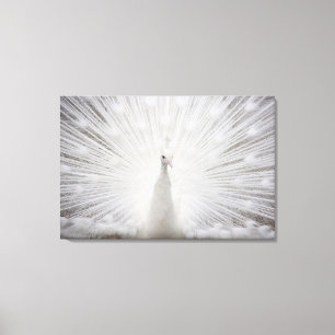 White peacock canvas print