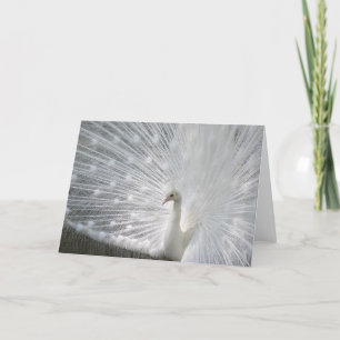 White Peacock Greeting Card