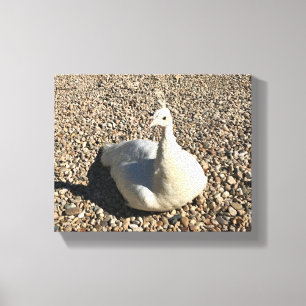 White Peacock, Idaho Canvas Print
