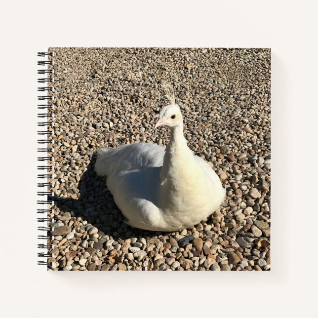 White Peacock, Idaho Notebook (Front)