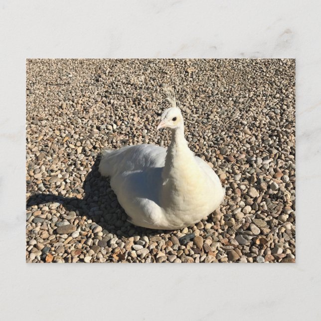 White Peacock, Idaho Postcard (Front)