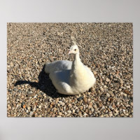 White Peacock, Idaho
