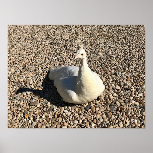 White Peacock, Idaho Poster (Front)