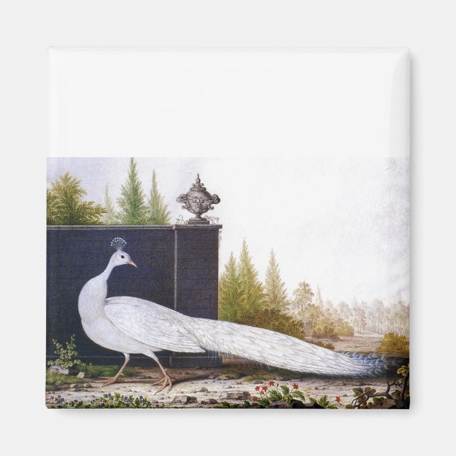 White Peacock Magnet (Front)