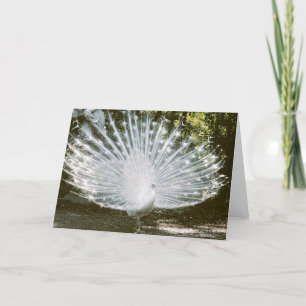 White Peacock Note Card <Blank Inside>