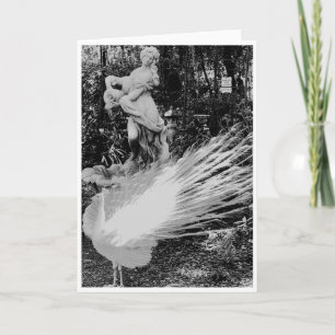 White Peacock Note Card <Blank Inside>