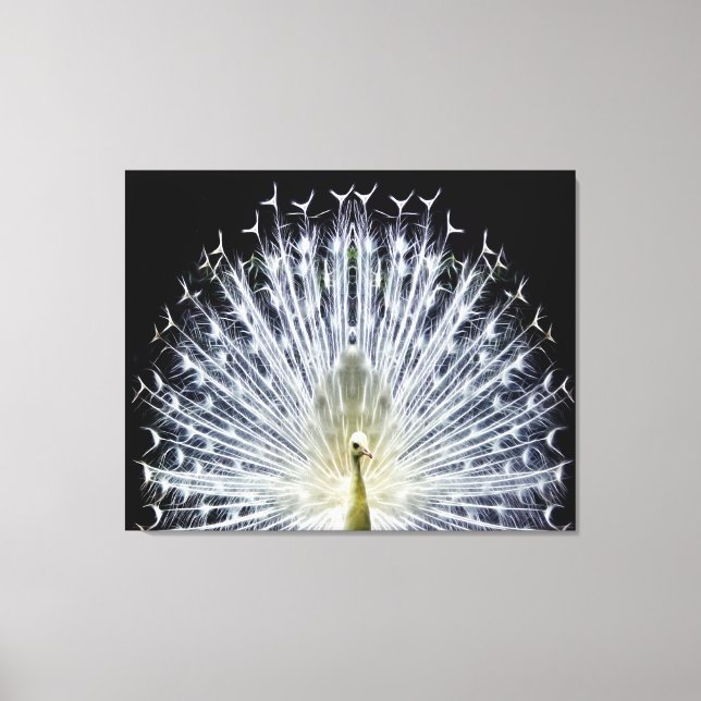 White Peacock Pavo Animalia Canvas Print (Front)