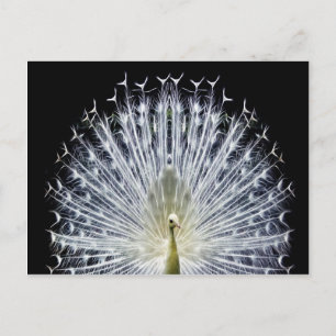 White Peacock Pavo Animalia Postcard