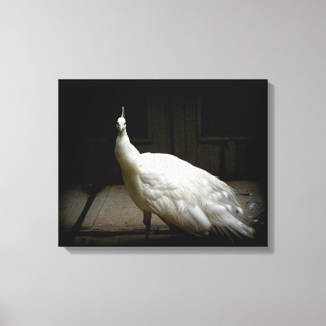White Peacock Photo Canvas Print (Front)
