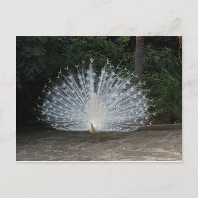 white peacock postcard (Front)