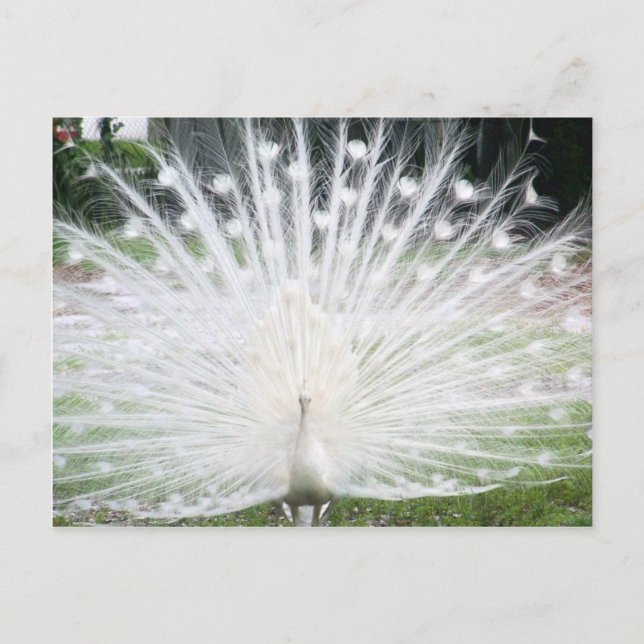 White Peacock Postcard (Front)