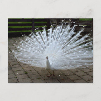 White Peacock Postcard