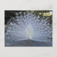 White Peacock