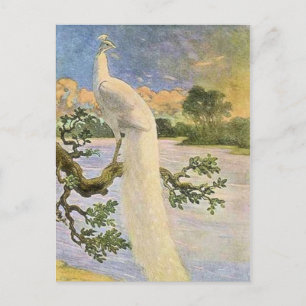 White Peacock Postcard