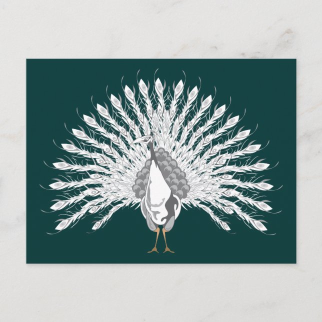 White Peacock Postcards (Front)
