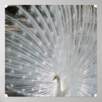White Peacock Poster