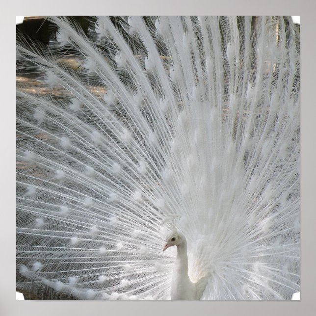 White Peacock Poster (Front)