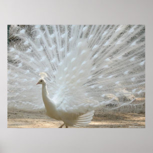WHITE PEACOCK POSTER