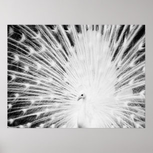 White Peacock Poster