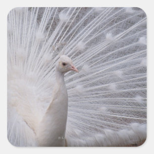White Peacock Square Sticker