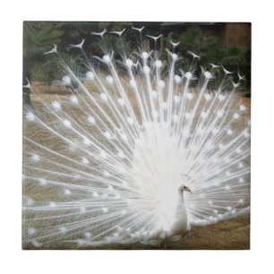 White Peacock Tile